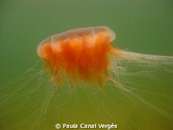 Burning Jelly by Paula Canal Vergés 